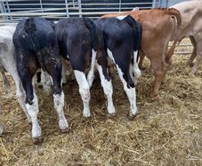 Reared Bull Calfs