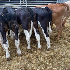 Reared Bull Calfs