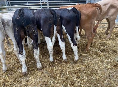 Reared Bull Calfs