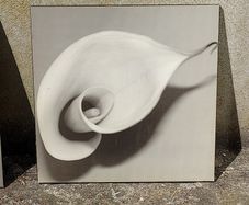 Free flower pictures