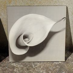 Free flower pictures