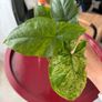 Syngonium mojito Image 3