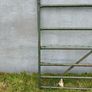 10ft antique gate Image 4