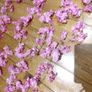cherry blossom flowers vine Image 5