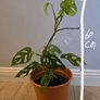 Indoor plants Image 6