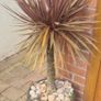 Palm Tree Image 3
