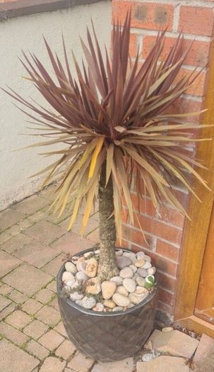 Palm Tree