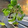 Chinese Money Plant (Pilea peperomioides) Image 2