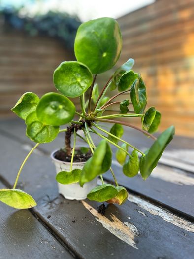 Chinese Money Plant (Pilea peperomioides)