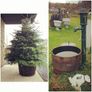 Whiskey Barrels Half Planters Image 3