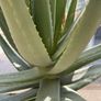 Aloe Vera Plant Image 6