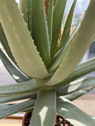 Aloe Vera Plant