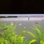 120l fishtank and cabinet Image 2