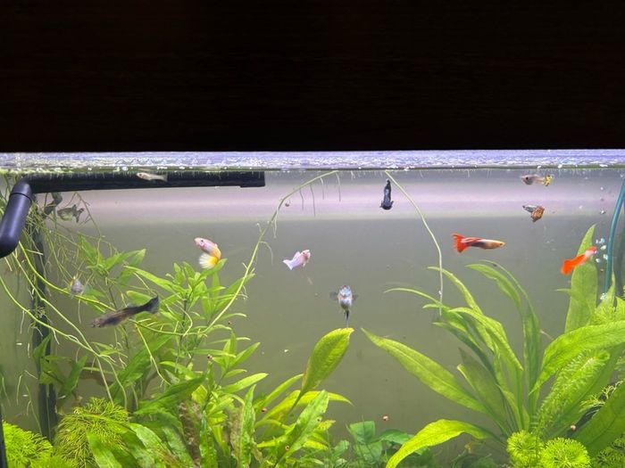 Three complete aquariums