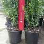 Box Hedging Image 2