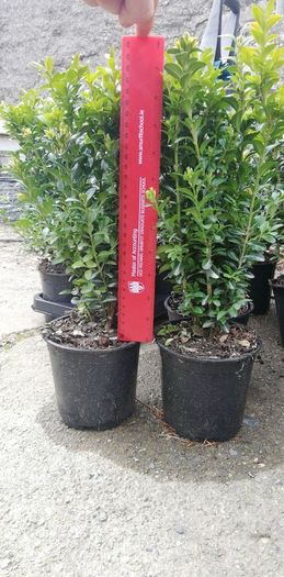 Box Hedging