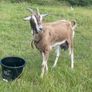 Female goat Image 3