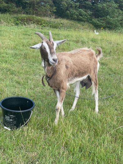Female goat