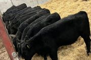 25 Top Quality Angus Bulls