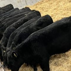 25 Top Quality Angus Bulls