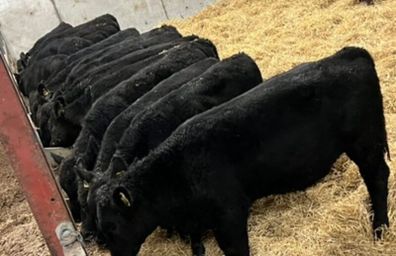 25 Top Quality Angus Bulls