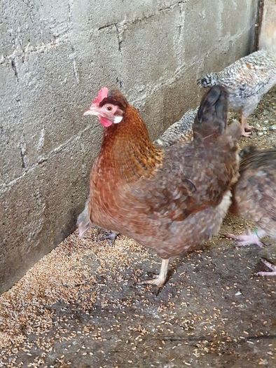 Pullets/hens/roosters/point of lay/