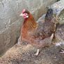 Fertile hatching eggs Image 7