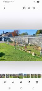 Chicken run,rabbit run