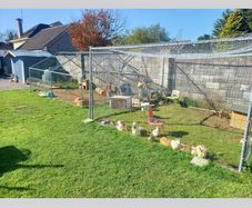 Chicken run,rabbit run