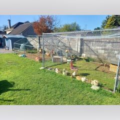 Chicken run,rabbit run