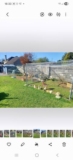 Chicken run,rabbit run