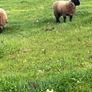 Pure bred  Suffolk rams for sale Image 3