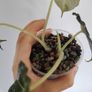 Alocasia Black Velvet Image 4