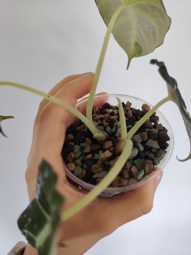 Alocasia Black Velvet