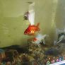 assorted large gold fish Image 5