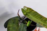 Philodendron Atabapoenese Plant