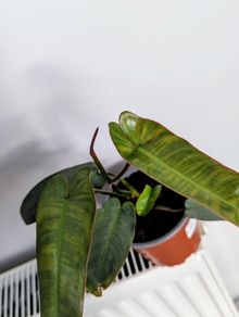 Philodendron Atabapoenese Plant