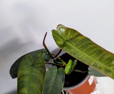 Philodendron Atabapoenese Plant