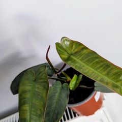 Philodendron Atabapoenese Plant