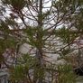 tree Image 2