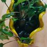 Aquarium plants Cryptocoryne wendtii Image 4