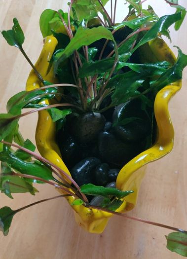 Aquarium plants Cryptocoryne wendtii