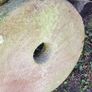 Antique stone Quern in Limestone. Image 4