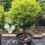 Mature Lollipop tree, 20 eu Image 4