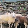 Wicklow  cheviot hoggat rams Image 5