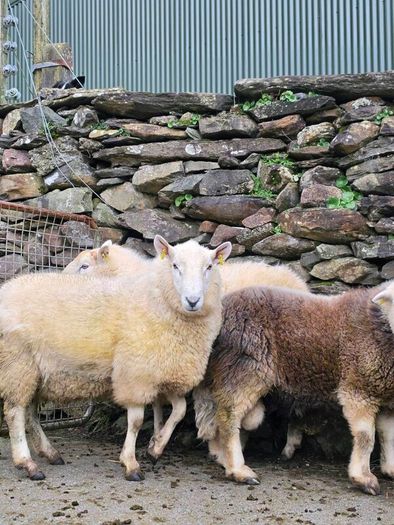 Wicklow  cheviot hoggat rams