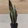 Artificial plants x3 Image 6