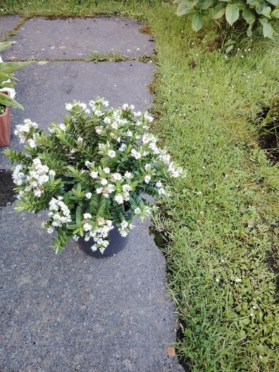 Plant