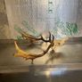 Deer head Image 3