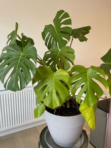 Indoor Plant - Monstrera incl. pot and saucer and climbing stick